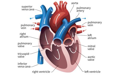 The Function of the Heart Ventricles