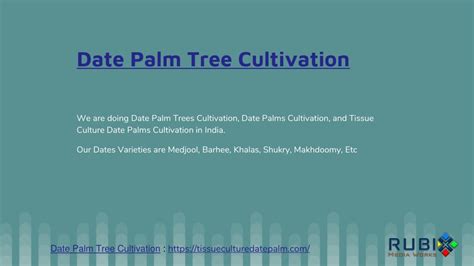 PPT - Date Palm Tree Cultivation PowerPoint Presentation, free download - ID:11219662