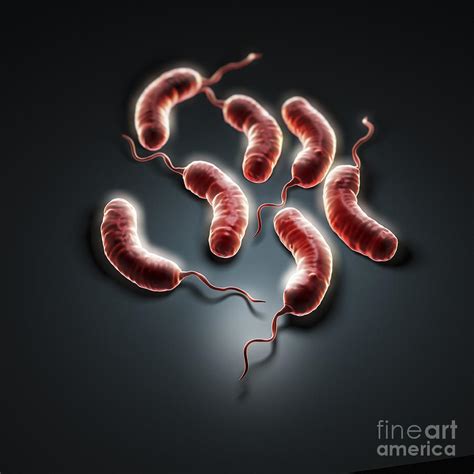 Cholera Bacteria Photograph by Science Picture Co