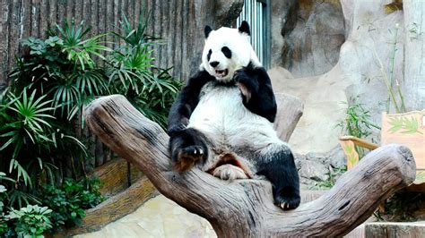 Giant Panda Stock Video Footage for Free Download