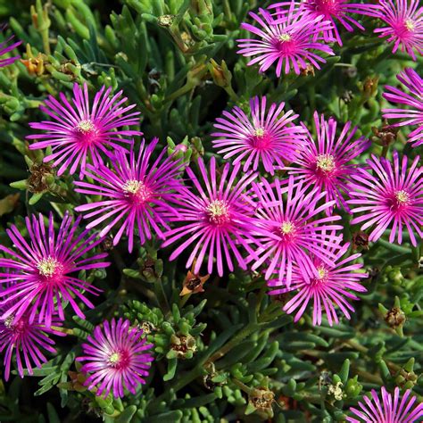 Delosperma Ice Plant Flower Seeds - 1000 Seeds - Perennial Flower ...