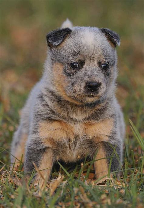 Pictures of Blue Heelers - Beautiful Images of Australian Cattle Dogs