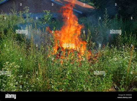 Fire in green grass Stock Photo - Alamy