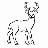Moose Coloring Pages Free Printable PDF sketch template