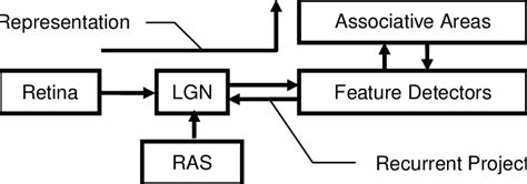 The structure of the visual system and the representation of the visual ...