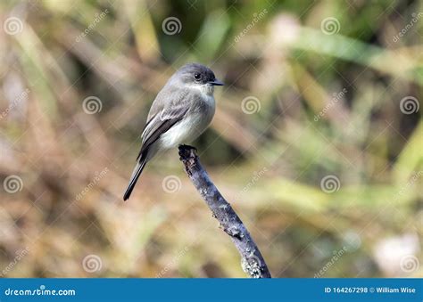 Eastern Phoebe Songbird Perched on a Branch Stock Photo - Image of phoebe, migration: 164267298