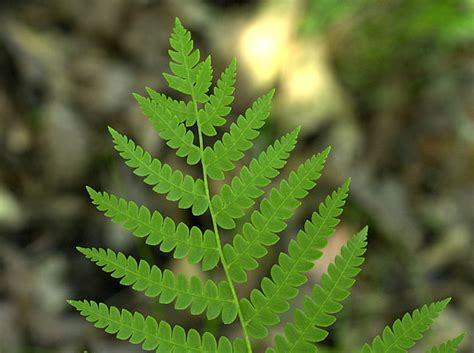 Species Blog: Marsh Fern-Bog Ecosystem