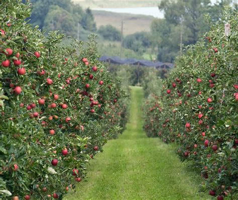 Beautiful orchard | Orchard garden, Fruit garden, Garden pictures
