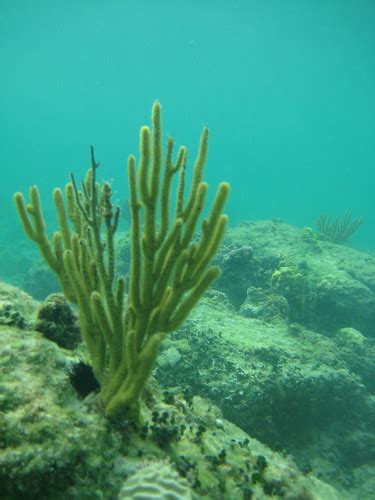 Extreme Shallow Snorkeling at Love Beach - Nassau, Bahamas… | Flickr