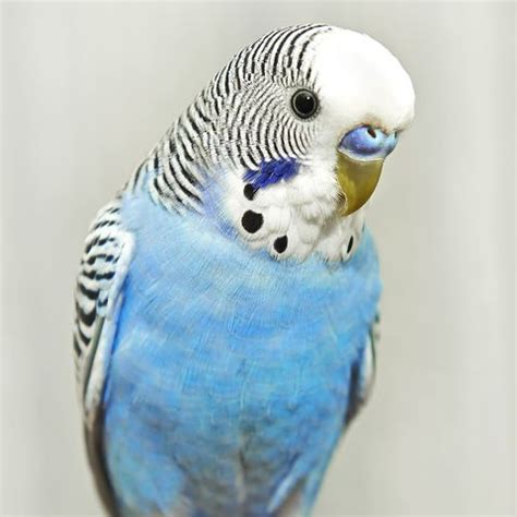 10 Best Pet Birds — Best Birds for Family Pets