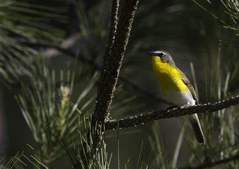 Bill Hubick Photography - Yellow-breasted Chat (Icteria virens)