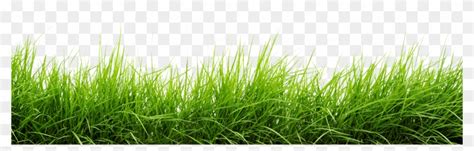 Line Of Grass Png Image - Grass Png, Transparent Png - 3000x816(#16081) - PngFind