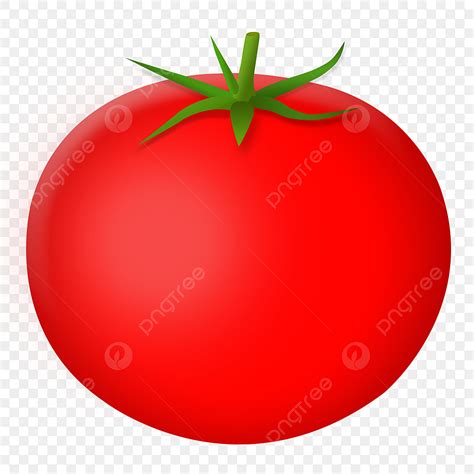 Tomatoe PNG Picture, Tomato Vector, Food, Vegetables, Fruits PNG Image For Free Download