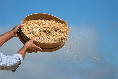 Farmer Sifts Grains during Harvesting Time To Remove Chaff Stock Photo - Image of farmland ...