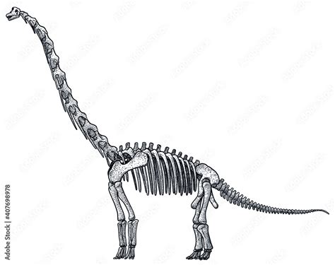 Brachiosaurus skeleton, illustration, drawing, engraving, ink, line art, vector Stock Vector ...