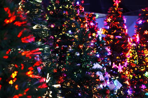 Lit Christmas Trees Free Stock Photo - Public Domain Pictures