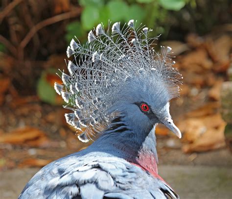 Pictures and information on Victoria Crowned-Pigeon