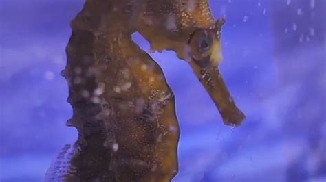 Seahorse Breeding Project Video