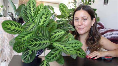 How To Make a Prayer Plant Houseplant More Full! | Maranta Plant ...