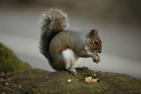 Squirrel Eating Nuts - Free photo on Pixabay - Pixabay