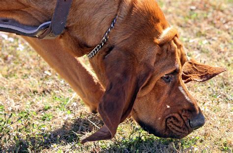 Hampton's new police bloodhound certified for scent tracking - Daily Press