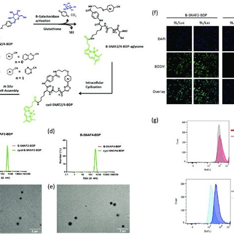 Analysis of cyclization reaction rates and their cyclic products. a ...