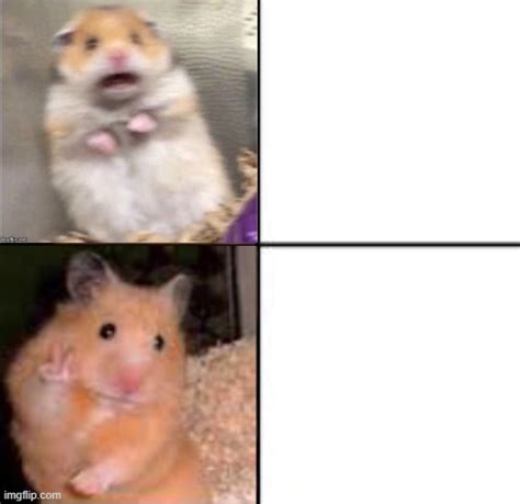 Scared Hamster Blank Template - Imgflip