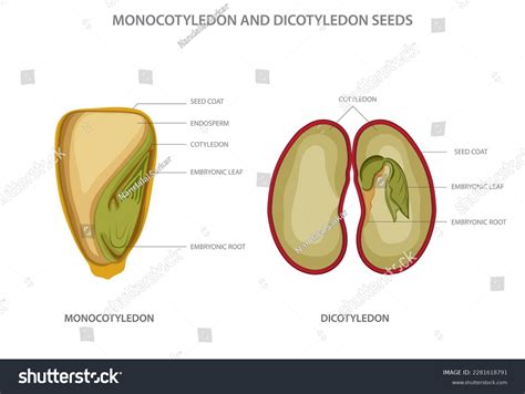 Parts Of A Monocot Seed