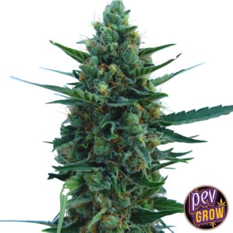 Green Crack Vs Blue Dream | Compare Strains with Pevgrow