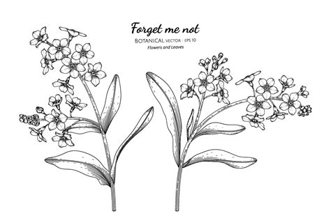 Forget me not flower and leaf hand drawn botanical illustration with line art. 2323195 Vector ...