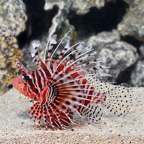 Mombasa Lionfish, Pterois mombasa: Saltwater Aquarium Fish for Marine Aquariums