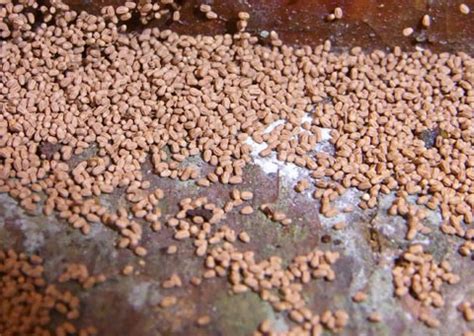 Drywood termites - Termite Web