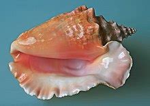 conch - Wiktionary