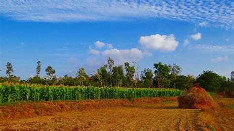 Pace of warming threatens Africa's new maize varieties