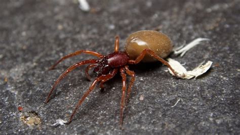 Is a Woodlouse Spider Poisonous? | Information and Facts - Pest Samurai