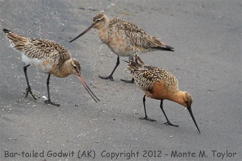 Bar-tailed Godwit