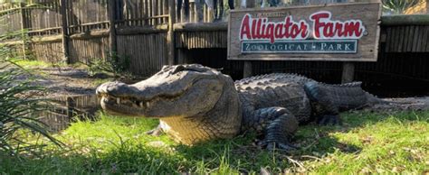 Don't Miss These 10 Thrilling Florida Alligator Parks