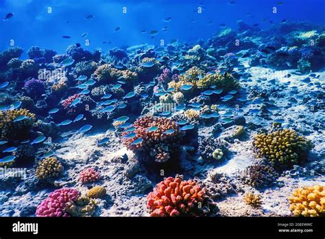 Underwater view of the coral reef, Tropical waters, Marine life Stock Photo - Alamy