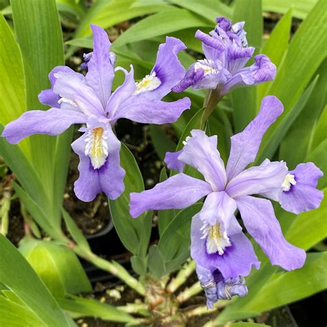 Iris cristata (Crested Iris) - Cavano's Perennials