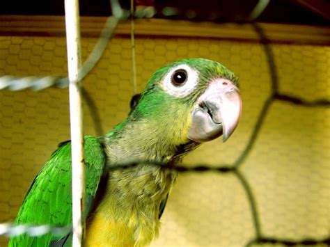 Parrot Nursery Free Stock Photo - Public Domain Pictures