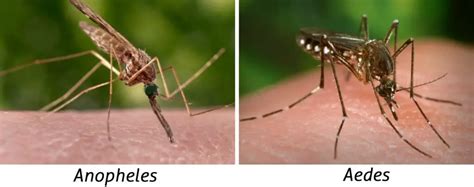 11 Core Difference between Aedes and Anopheles Mosquito | Animal ...