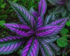 19 Colorful Plants for Shade Gardens - Sunset Magazine Backyard Landscaping, Luxury Landscaping ...