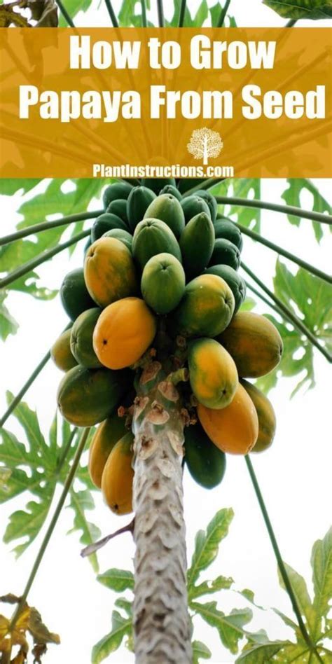 How to Grow Papaya From Seed | Papaya tree, Papaya plant, Papaya growing