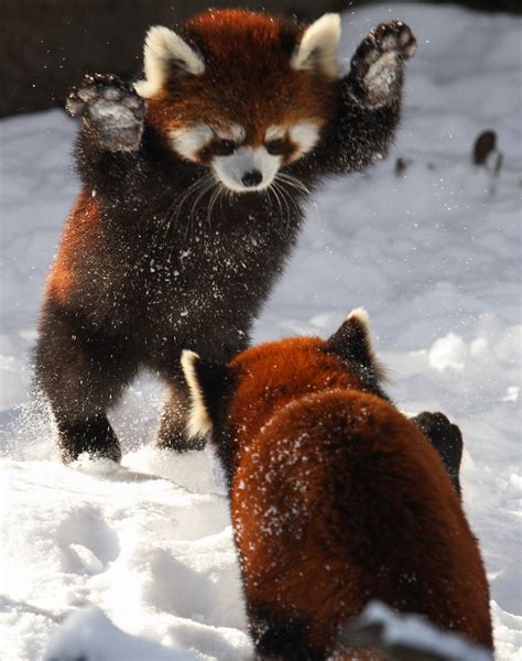 Attack on Panda | Mark Dumont | Flickr