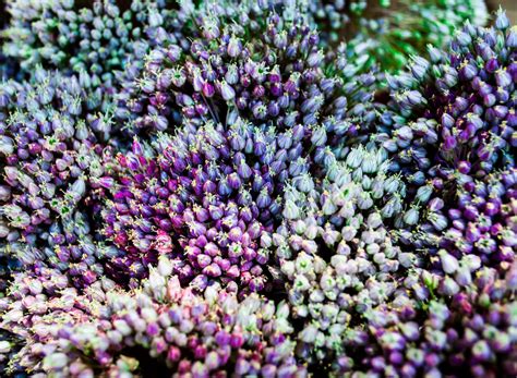 Guadalajara flower market | Flower market, Flowers, Plants