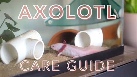 Axolotl Care Guide: A Beginner's Guide to Caring for Axolotls