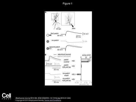 Imaging Inhibitory Synaptic Potentials Using Voltage Sensitive Dyes - ppt download