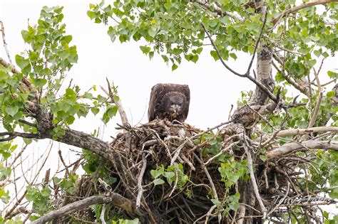 Juvenile bald eagle looking all grown up | Tony's Takes Photography