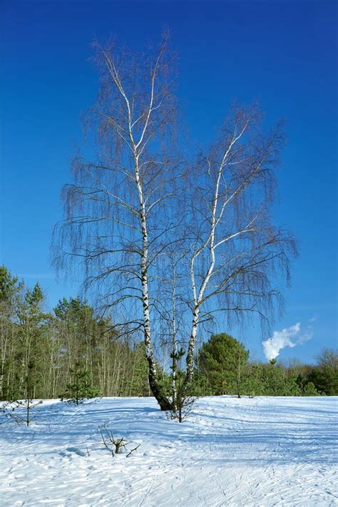 Birch Tree In Winter - Asking List