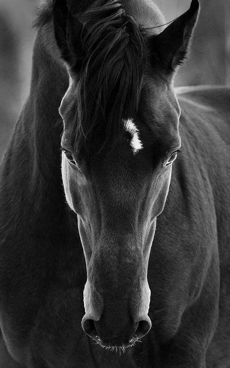 Black and White Portrait Frm bd: In Black and White... "See those beautiful lines of this horse ...